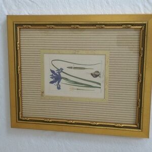 Rare antique vintage book plate botanic Iris xiphium gold frame blue